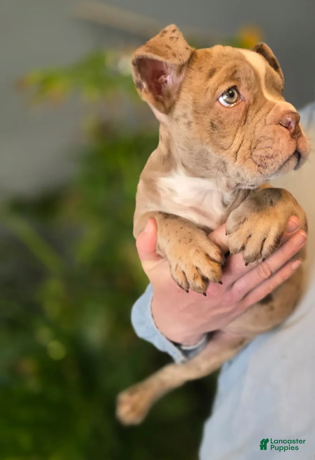 American Bully dogs for sale: Lucy - Ad 4