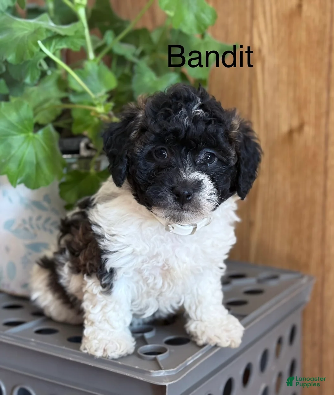 Bichpoo dogs for sale: Bandit - Ad 4