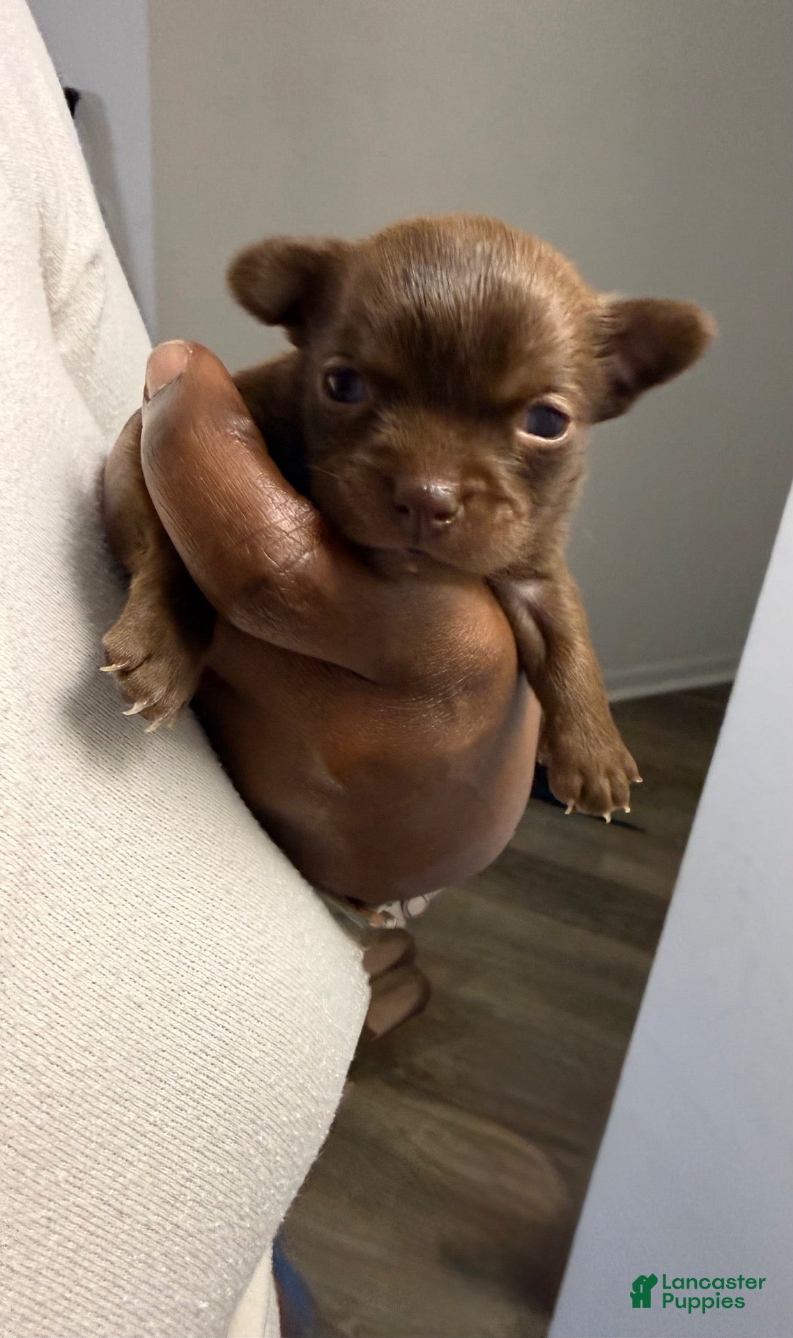 Chihuahua dogs for sale: Brown female  - Ad 12
