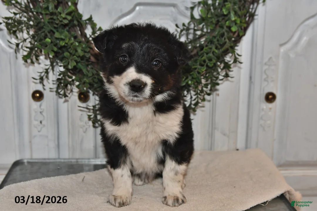 Mixed Breed dogs for sale: Jace  - Ad 2