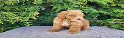 Mini Bernedoodle dogs for sale: Spencer - Ad 10