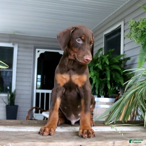 Doberman Pinscher dogs Wesley - Ad 2