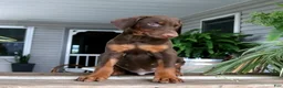 Doberman Pinscher dogs for sale: Wesley - Ad 2