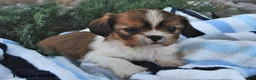 Mixed Breed dogs for sale: Buster - Ad 3