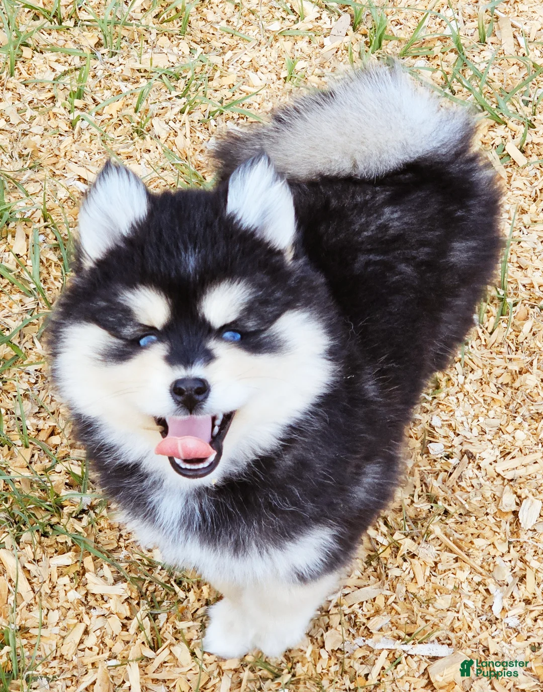 Pomsky dogs for sale: Raya - Ad 8