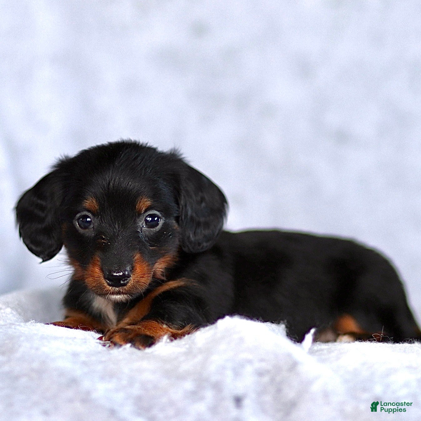 Dachshund dogs King - Ad 14