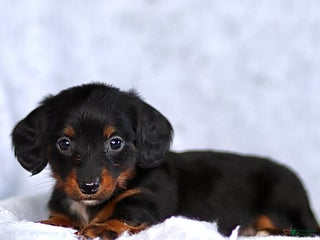 Dachshund dogs King - Ad 14