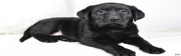 Labrador Retriever dogs for sale: Molly - Ad 7