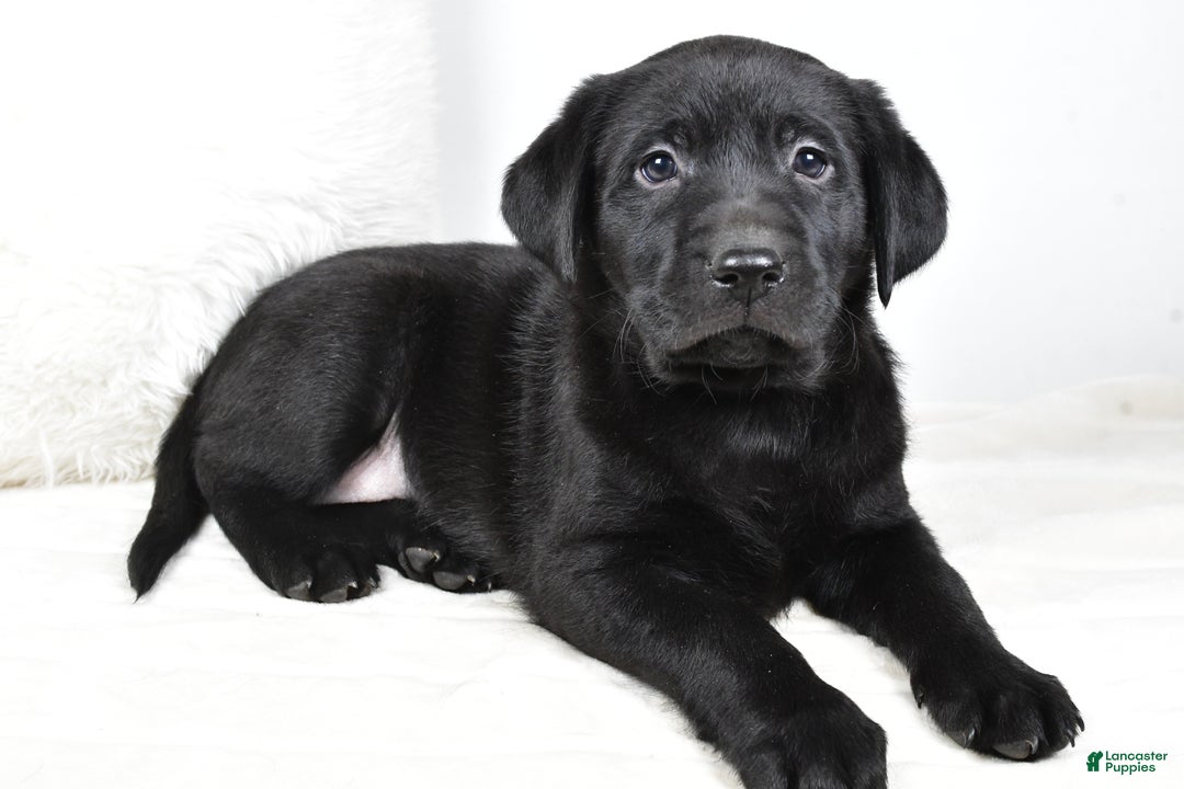Labrador Retriever dogs for sale: Molly - Ad 7