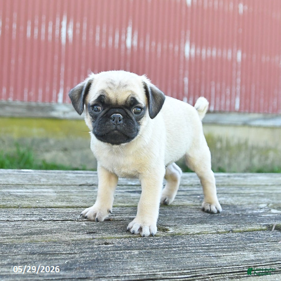Pug dogs Luke - Ad 2
