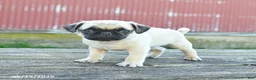 Pug dogs for sale: Luke - Ad 2