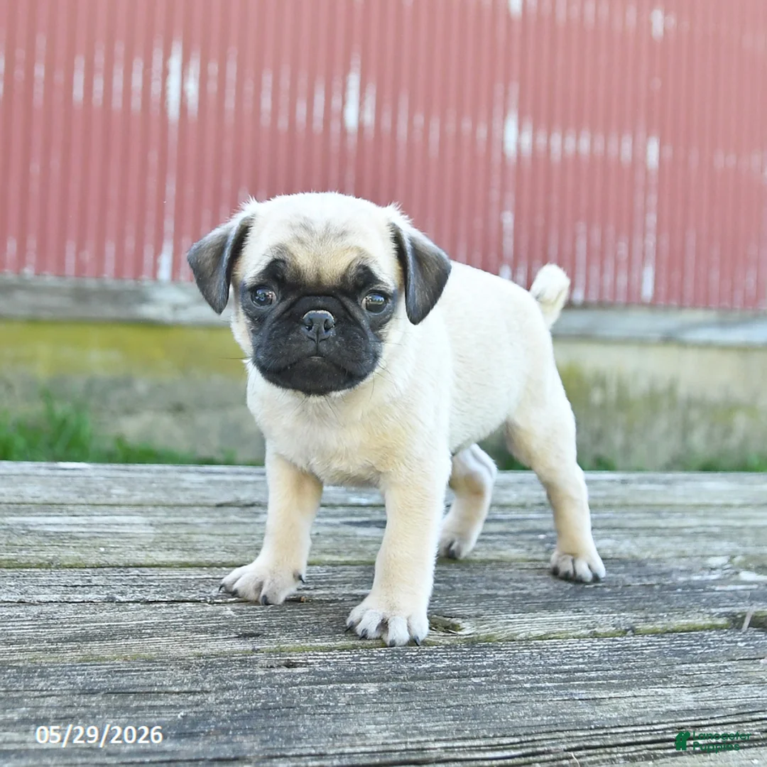 Pug dogs for sale: Luke - Ad 2