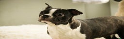 Boston Terrier dogs for sale: Howie - Ad 7