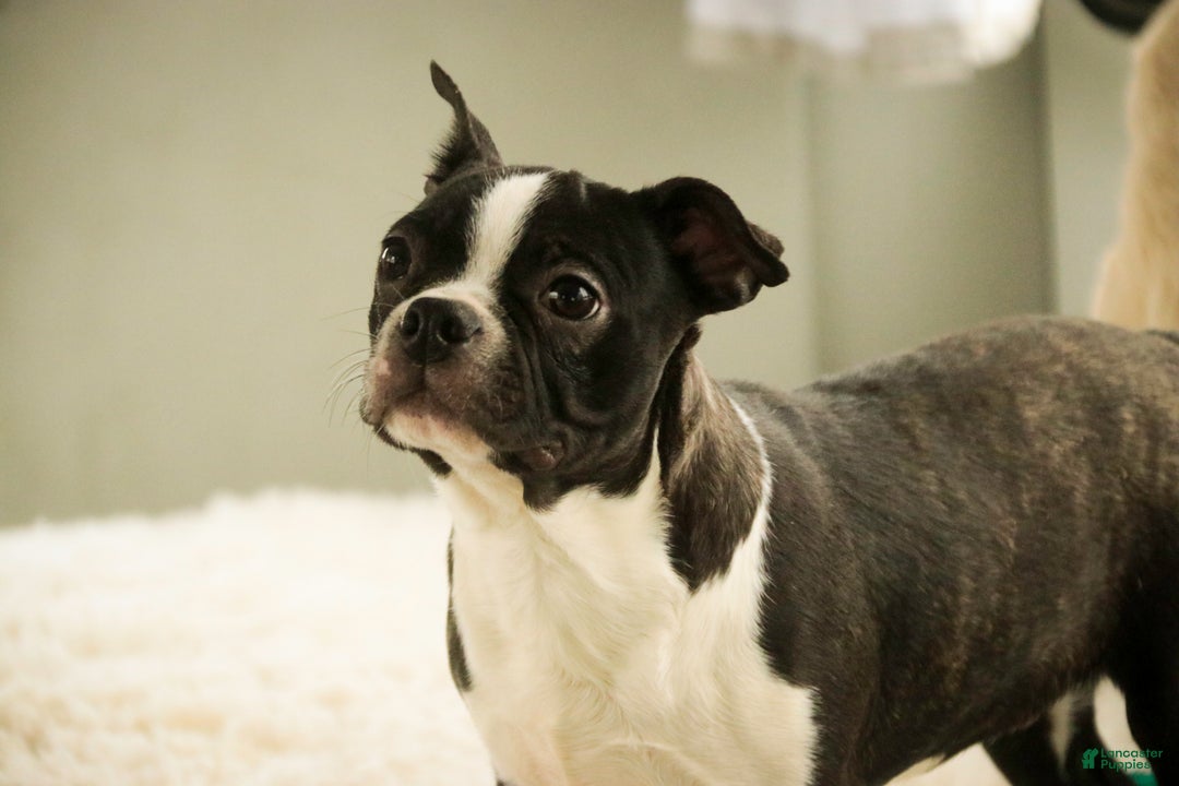 Boston Terrier dogs for sale: Howie - Ad 7