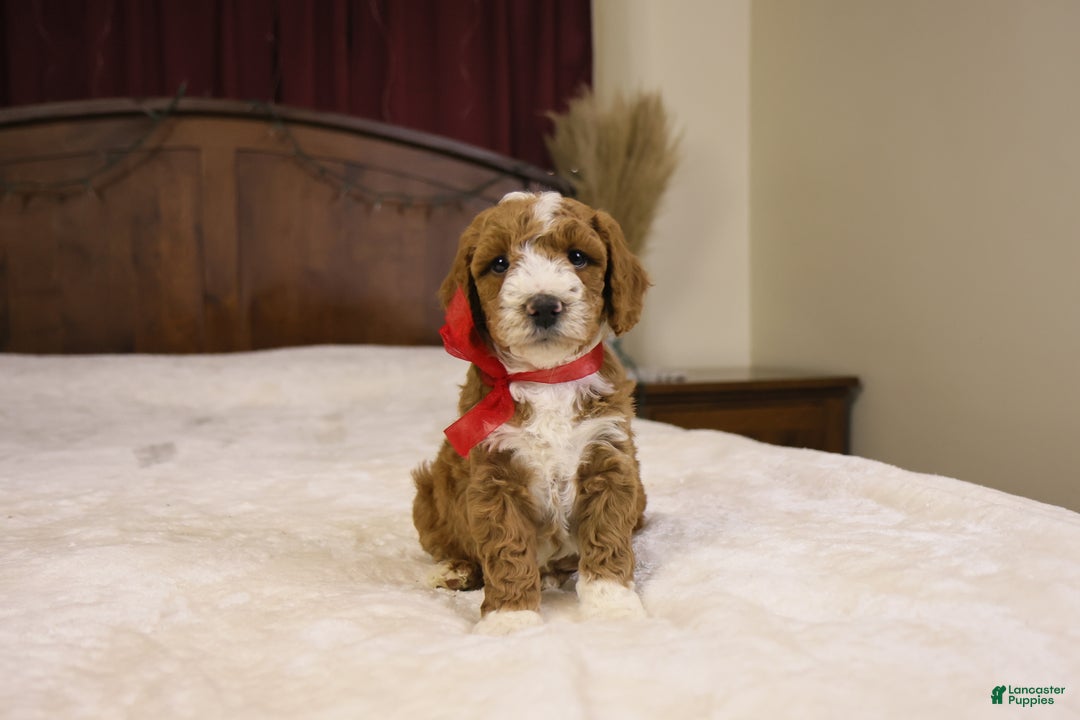 Goldendoodle dogs for sale: Yeti - Ad 10