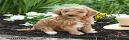 Miniature Poodle dogs for sale: Nala - Ad 1