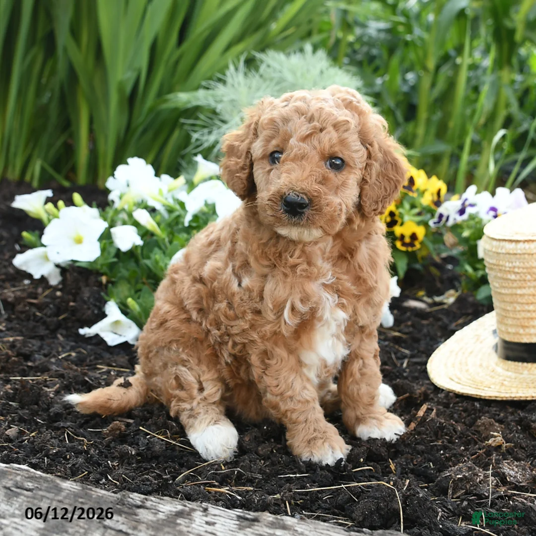 Miniature Poodle dogs for sale: Nala - Ad 1
