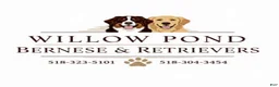 Bernese Mountain Dog dogs for sale: Bernese Mountain Dog 10 - Ad 4