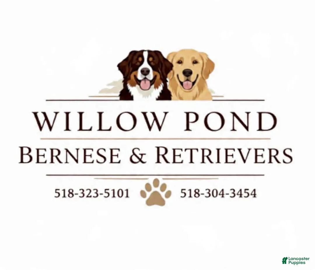 Bernese Mountain Dog dogs for sale: Bernese Mountain Dog 10 - Ad 4