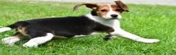 Beagle dogs for sale: Teddy - Ad 8