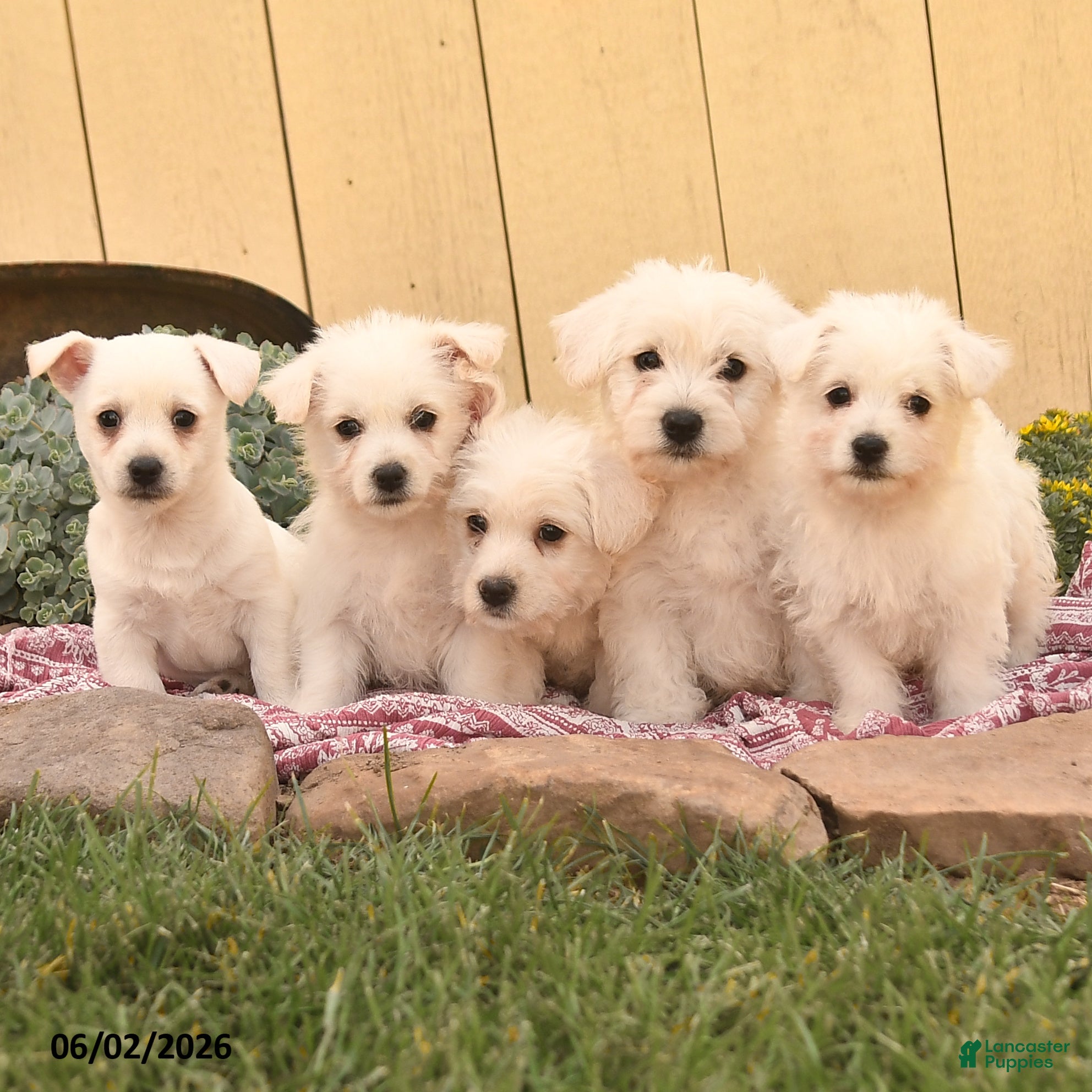 Westiepoo dogs for sale: Ronald - Ad 5