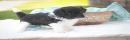 Havanese dogs for sale: Goldie Havanese  - Ad 17