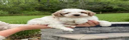Miniature Poodle dogs for sale: Joey - Ad 6