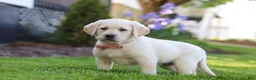 Labrador Retriever dogs for sale: Bela - Ad 5