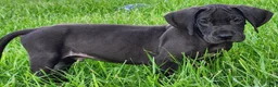 Great Dane dogs for sale: Max - Ad 10