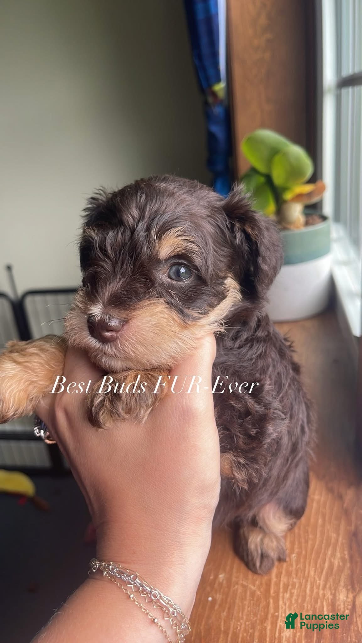 Miniature Schnauzer dogs Miniature Schnauzer 2 - Ad 1