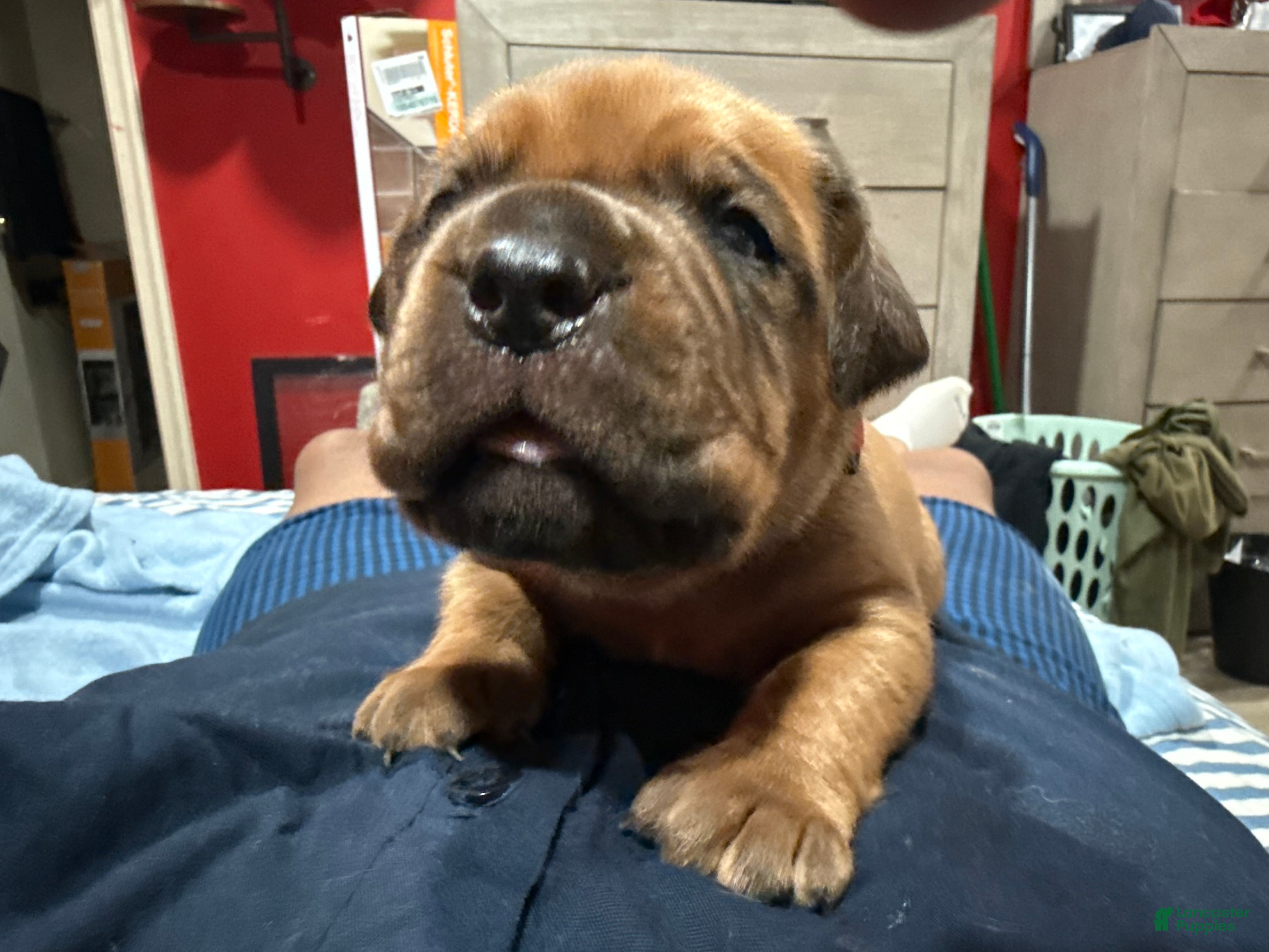Dogue De Bordeaux dogs Dogue De Bordeaux Puppy 1 - Ad 2