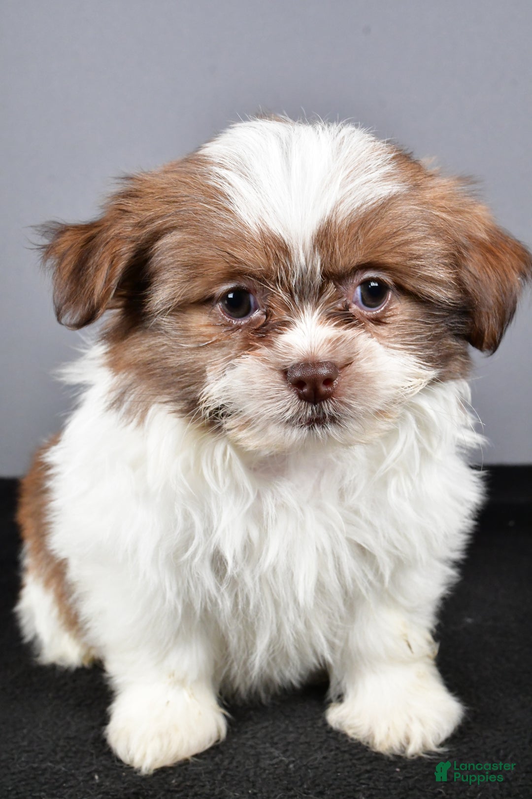 Mixed Breed dogs for sale: Kate - Ad 7