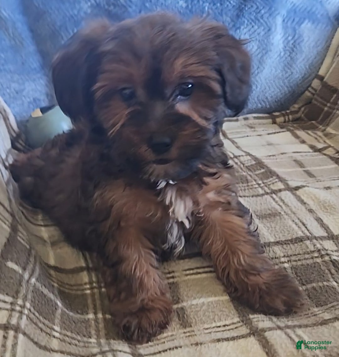 Mixed Breed dogs for sale: Mason - Ad 1