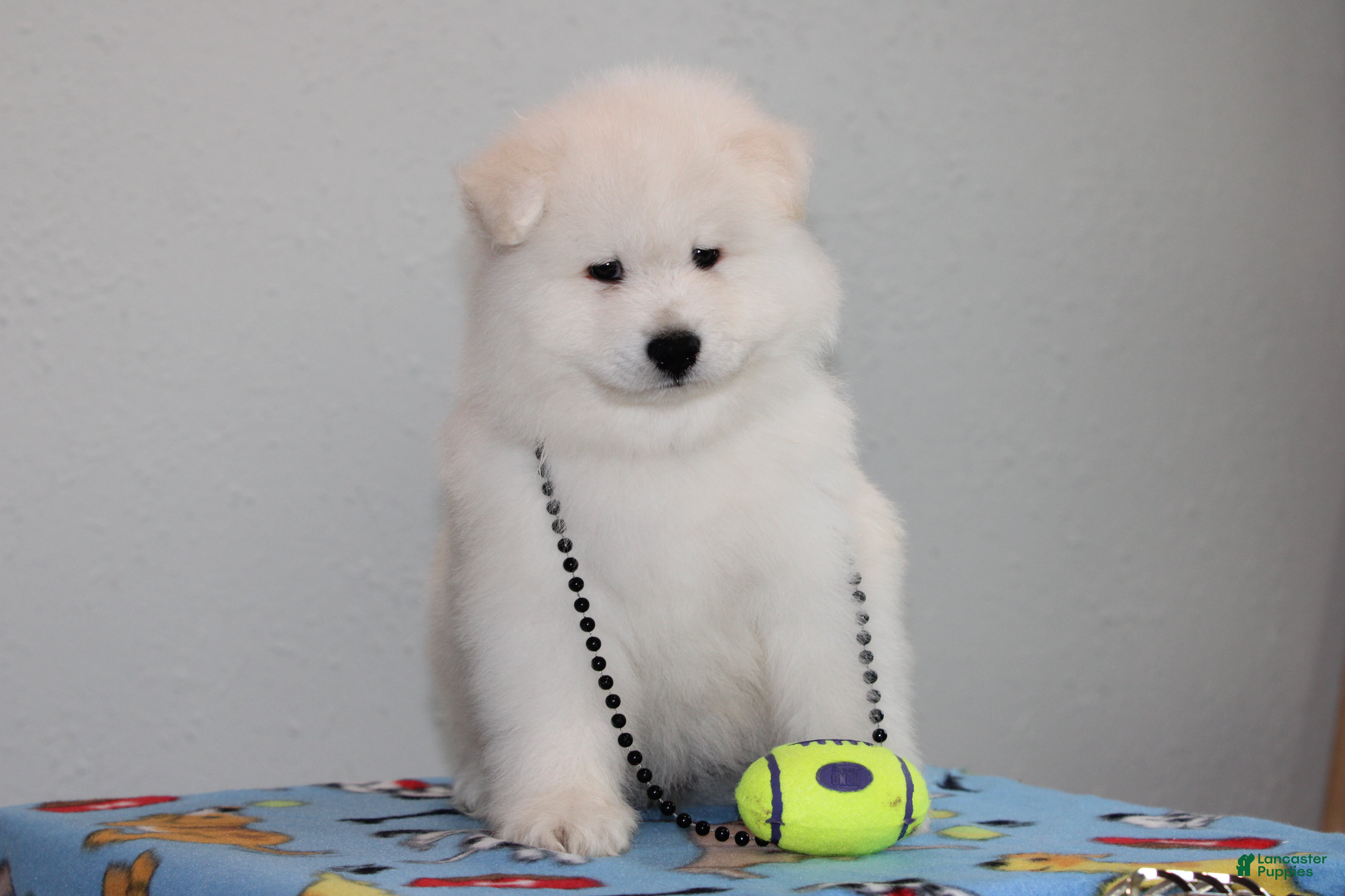 Samoyed dogs Arrow - Ad 2