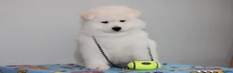 Samoyed dogs for sale: Arrow - Ad 2