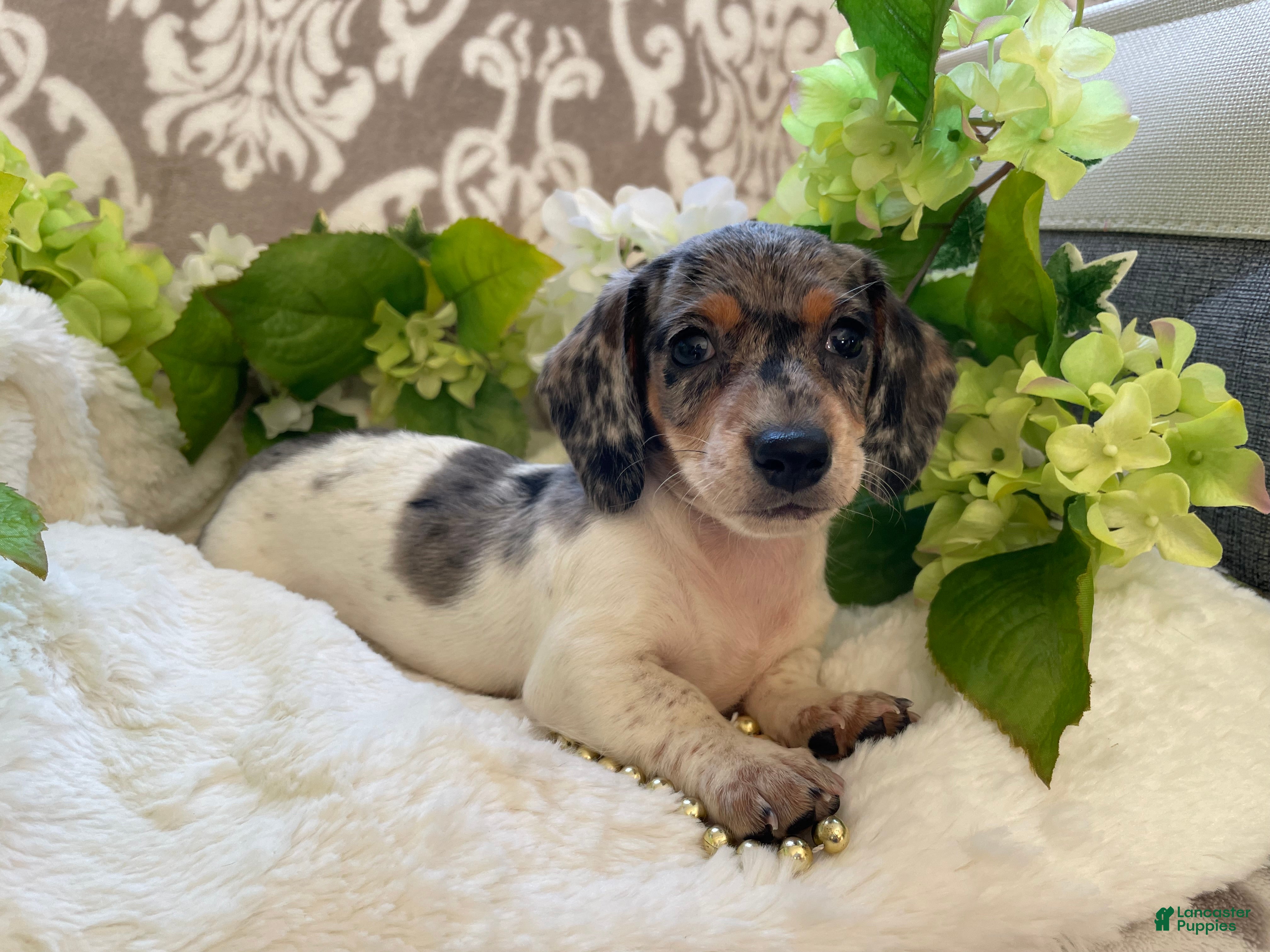 Miniature Dachshund dogs Ellie - Ad 2