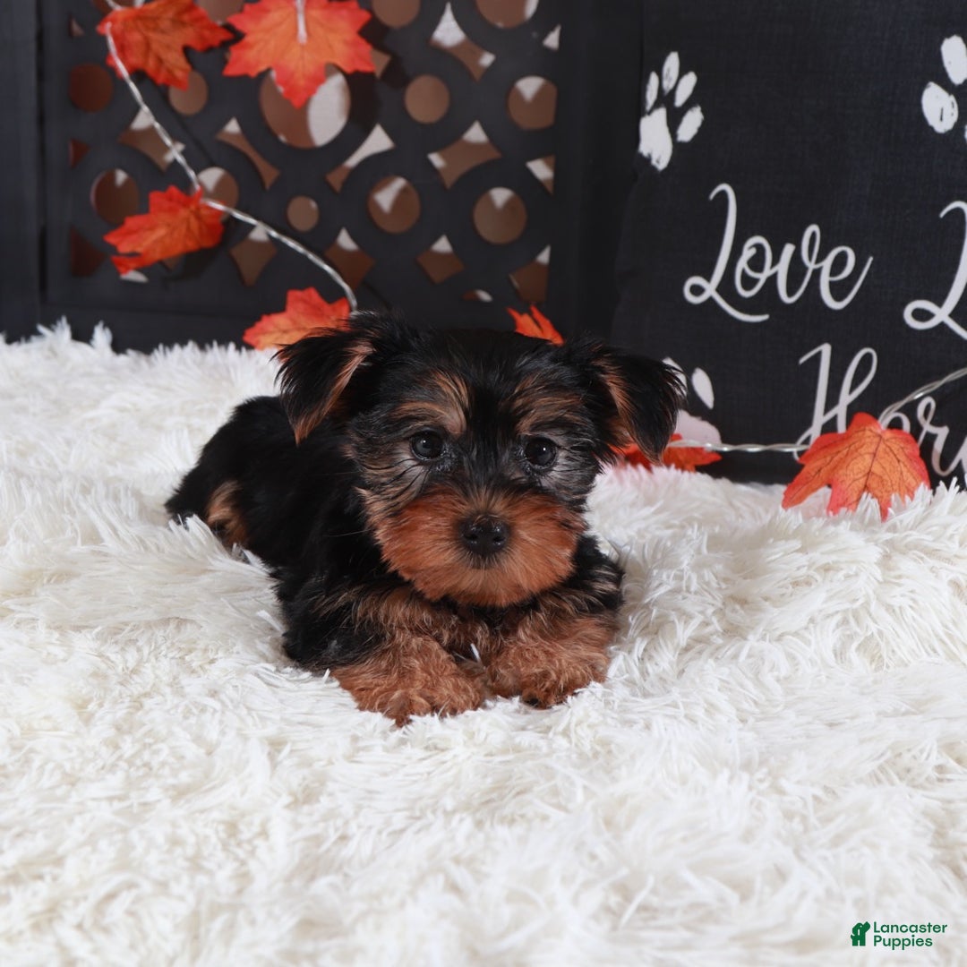 Yorkshire Terrier dogs for sale: Ariana - Ad 1