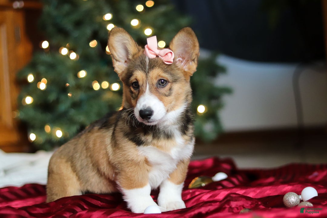 Welsh Corgi Pembroke dogs for sale: Candy - Ad 10