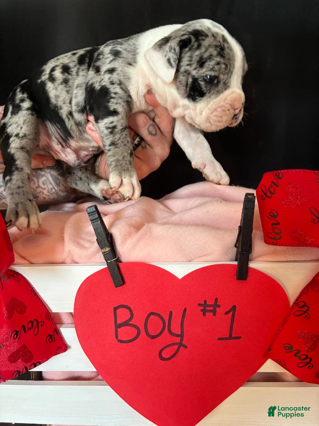 Olde English Bulldogge dogs for sale: Olde English Bulldogge Puppy 1 - Ad 5