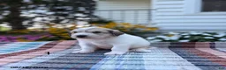 Great Pyrenees dogs for sale: Rhonda - Ad 4