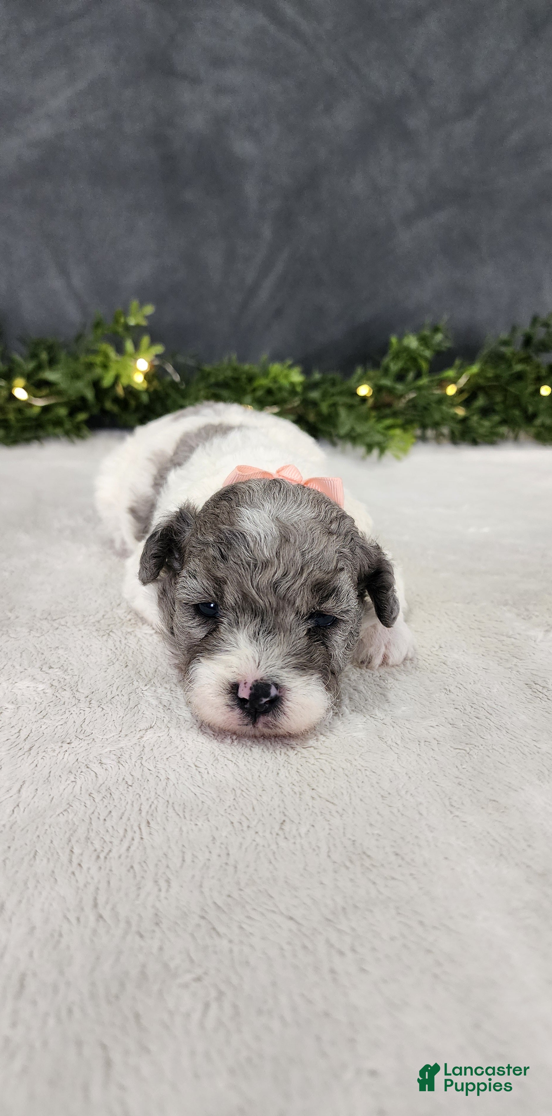 Miniature Poodle dogs Angel - Ad 1