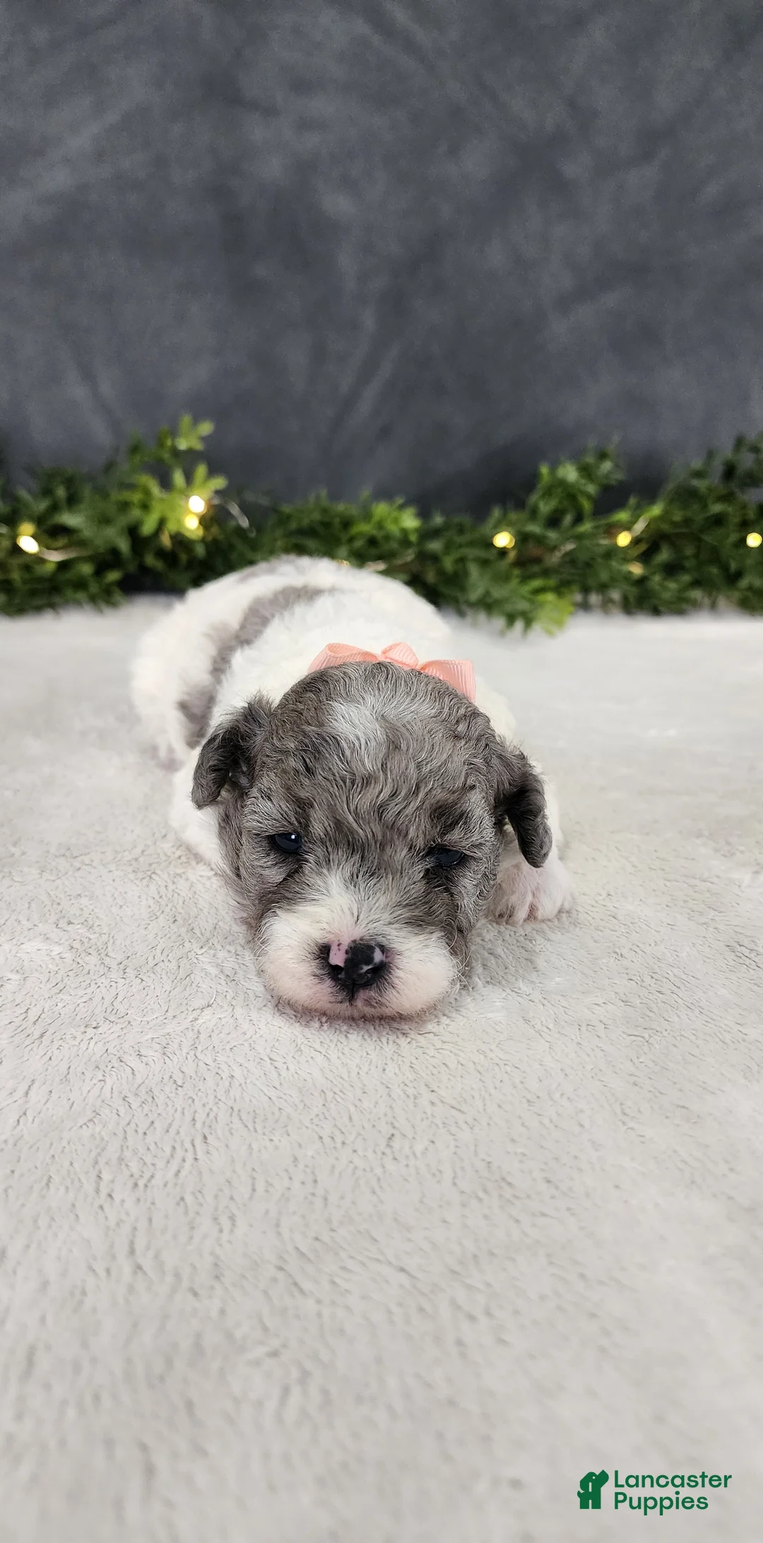 Miniature Poodle dogs for sale: Angel - Ad 1