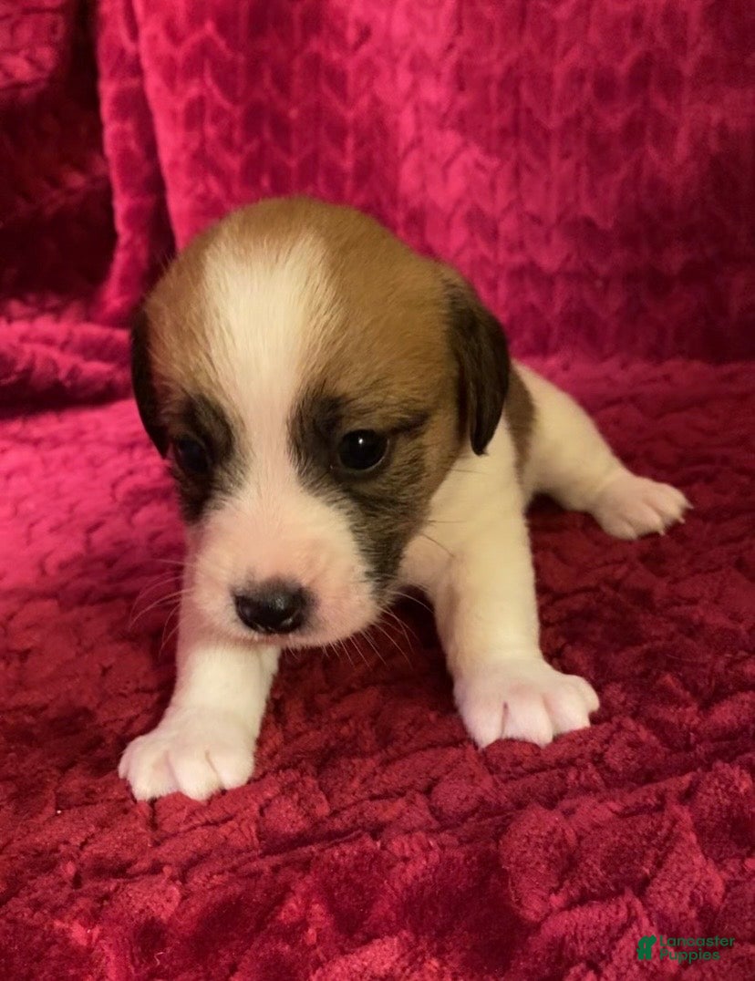 Jack Russell Terrier dogs Jack Russell Terrier Puppy 2 - Ad 1
