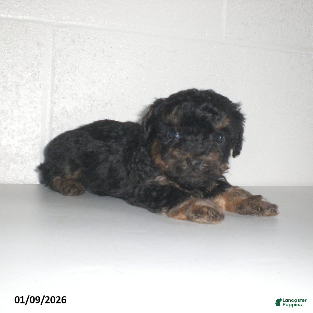 Yorkiepoo dogs for sale: Abby - Ad 21
