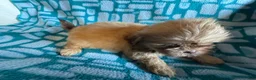 Shih Tzu dogs for sale: Caramel  - Ad 4
