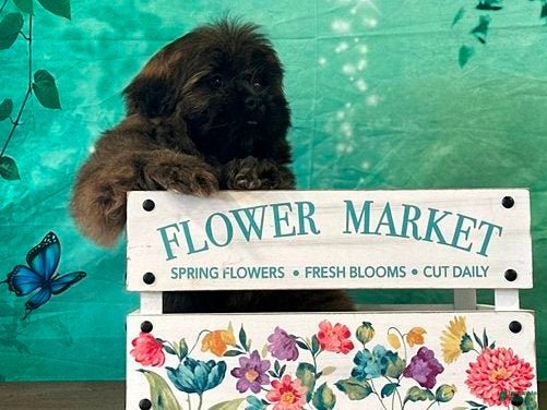 Shih Tzu dogs Jin - Ad 1