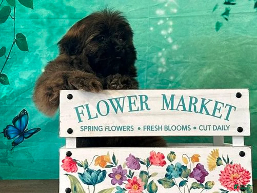 Shih Tzu dogs for sale: Jin - Ad 1