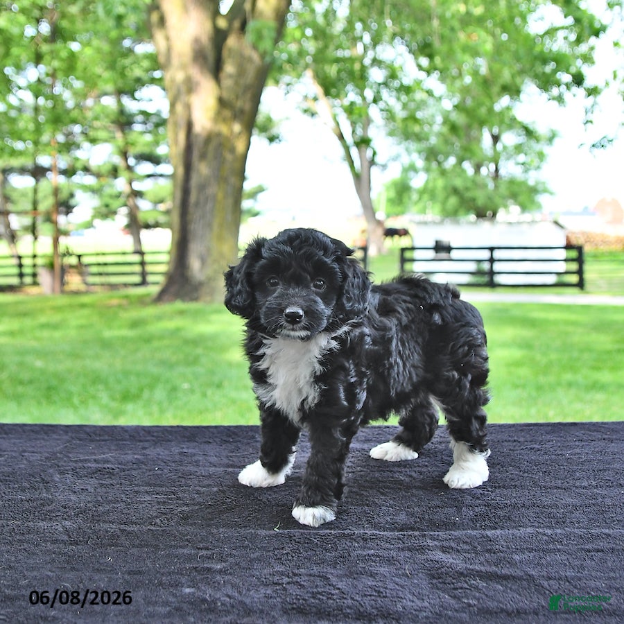 Mini Aussiedoodle dogs Trixie - Ad 2