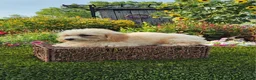 Havapoo dogs for sale: Aurora - Ad 6
