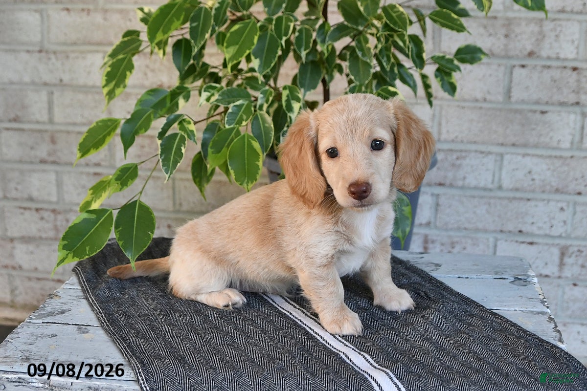 Miniature Dachshund dogs Osar - Ad 2